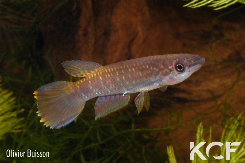 Epiplatys fasciolatus fasciolatus Malifu GCLR 06-29 male adulte 