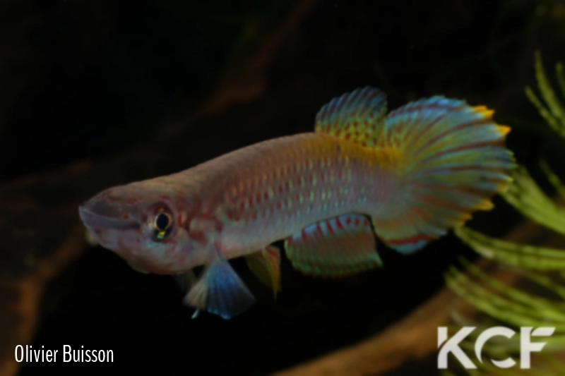 Epiplatys fasciolatus fasciolatus Malifu GCLR 06-29 male adulte 