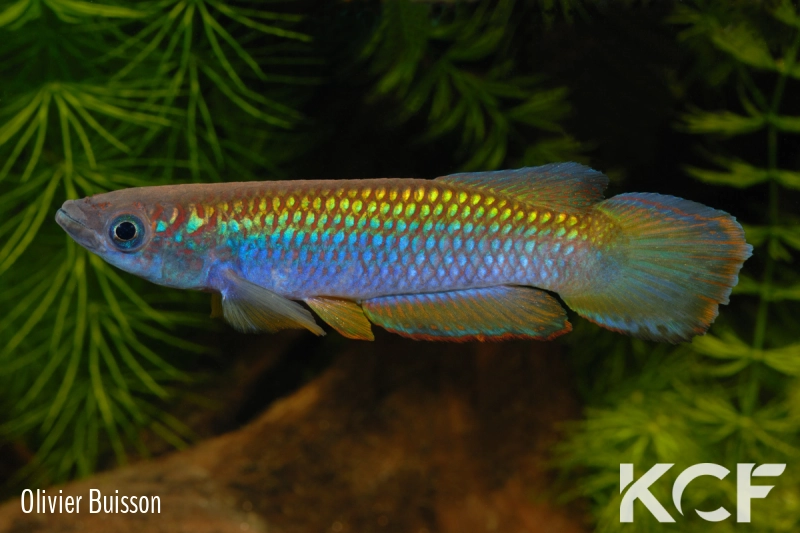 Epiplatys fasciolatus tototaensis Harbel male adulte 