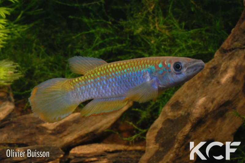 Epiplatys fasciolatus tototaensis Harbel male adulte 