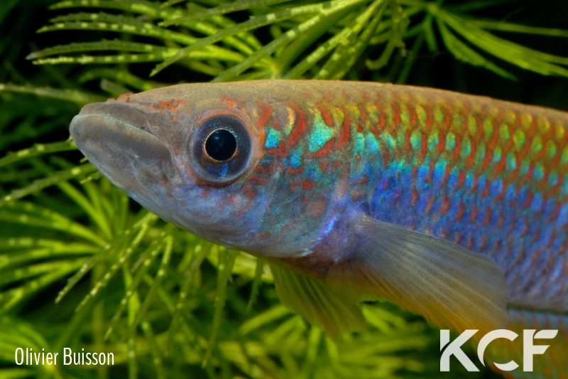 Epiplatys fasciolatus tototaensis Harbel male adulte 