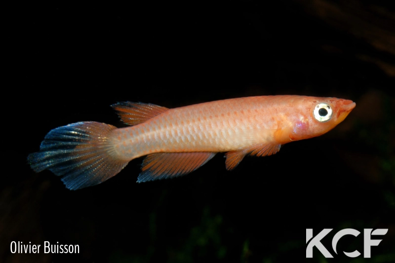 Epiplatys grahami Mouanko ADGP 11-35 male adulte 
