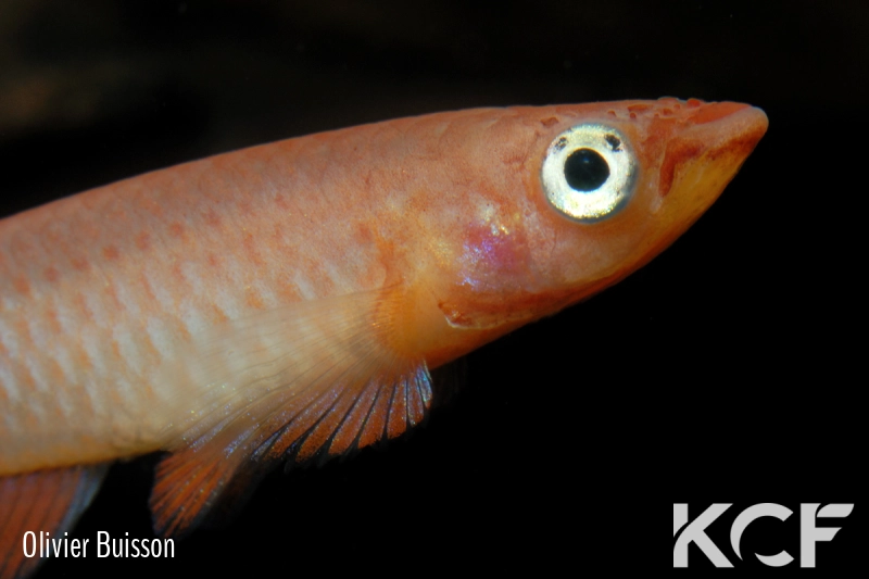 Epiplatys grahami Mouanko ADGP 11-35 male adulte 