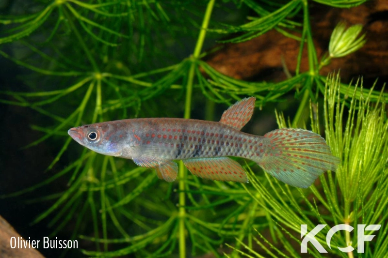 Epiplatys grahami Mouanko ADGP 11-35 male adulte 