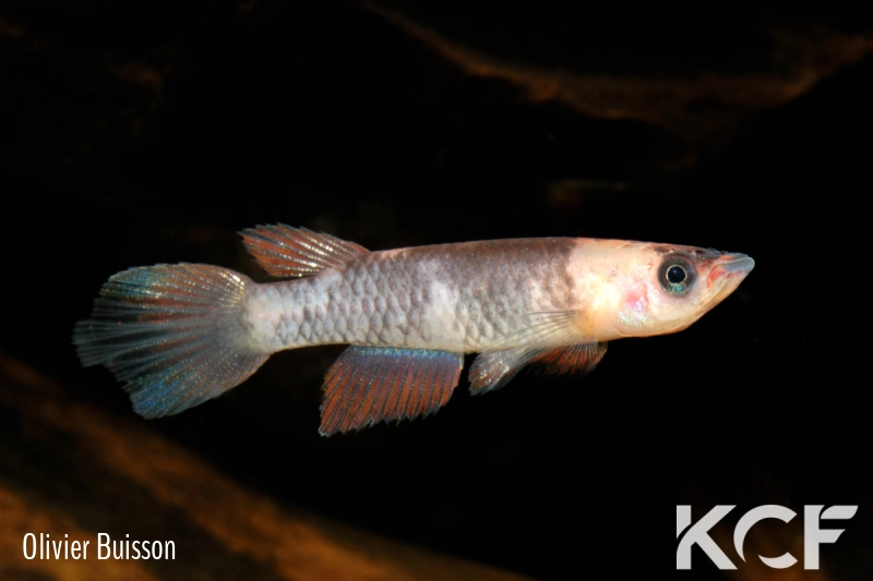 Epiplatys grahami Mouanko ADGP 11-35 male adulte 