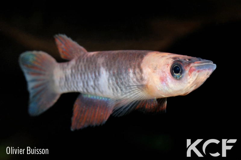 Epiplatys grahami Mouanko ADGP 11-35 male adulte 