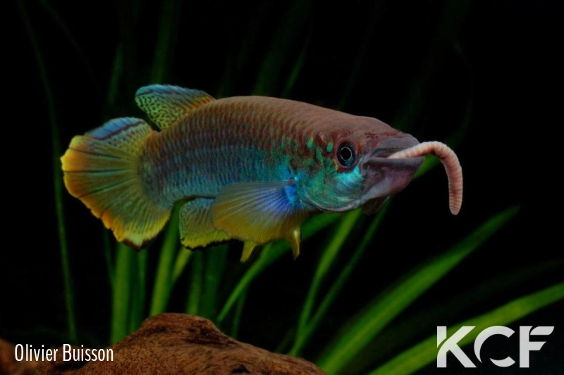 Epiplatys guineensis  male adulte 