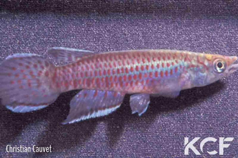 Epiplatys hildegardae Lola GRC 90-174 male adulte 