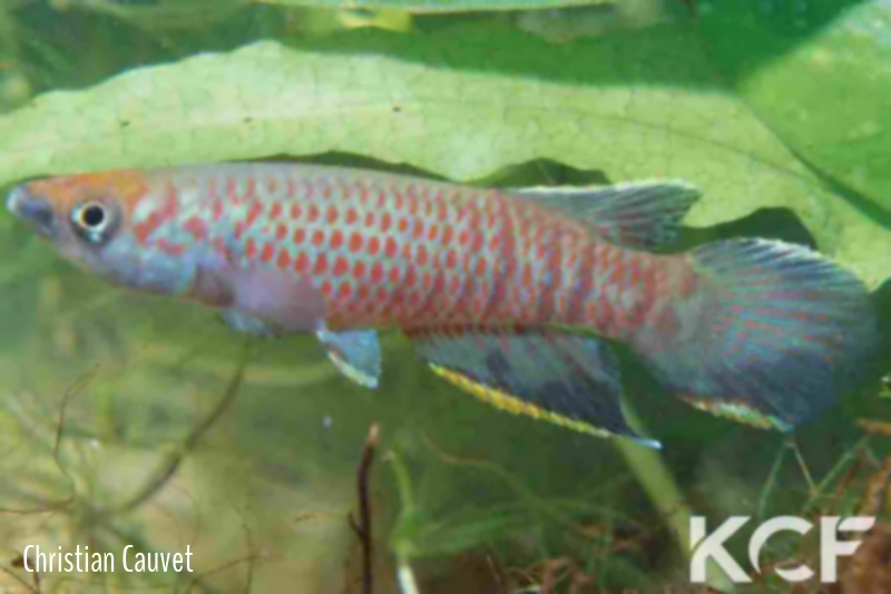 Epiplatys hildegardae Samoé GRC 90-176 male adulte 