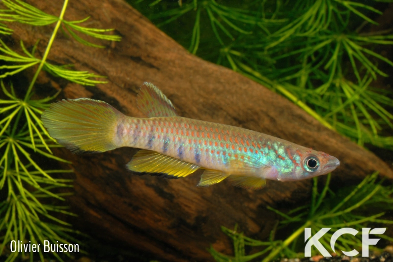 Epiplatys infrafasciatus infrafasciatus Akok ADGP 11-11 male adulte 