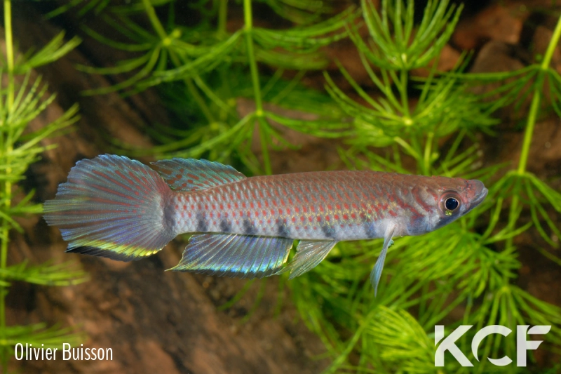 Epiplatys infrafasciatus infrafasciatus Ndonga ADGP 11-01 male adulte 