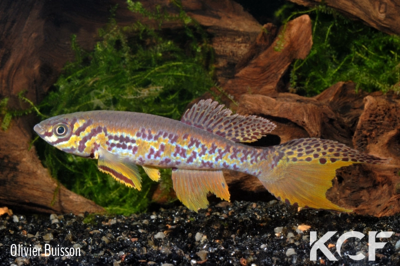 Fundulopanchax kribianus Fifinda ADK 09-301 male adulte 