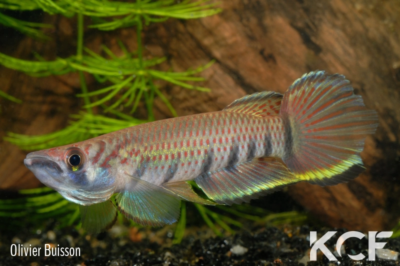 Epiplatys infrafasciatus infrafasciatus Ndonga ADGP 11-01 male adulte 
