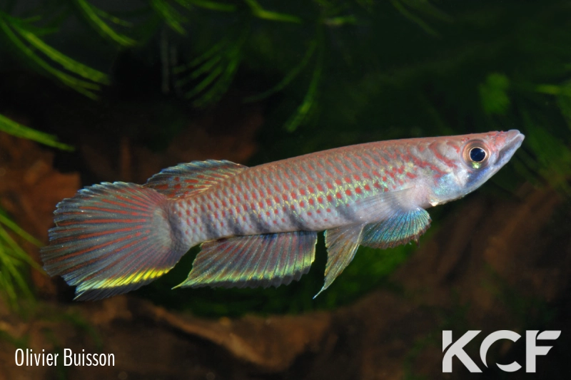 Epiplatys infrafasciatus Ndonga ADGP 11-01 male adulte 