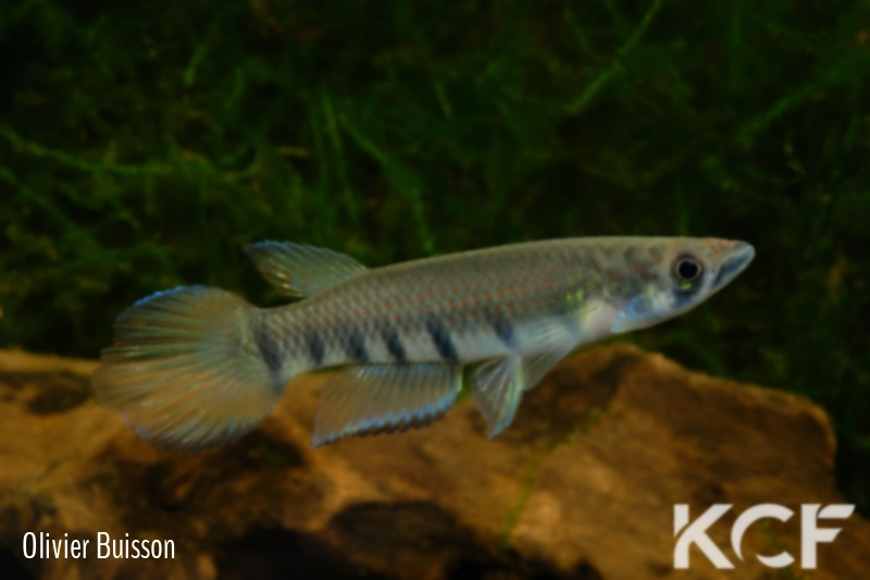 Epiplatys infrafasciatus infrafasciatus Tiko Road ABDK 10-420 male adulte 