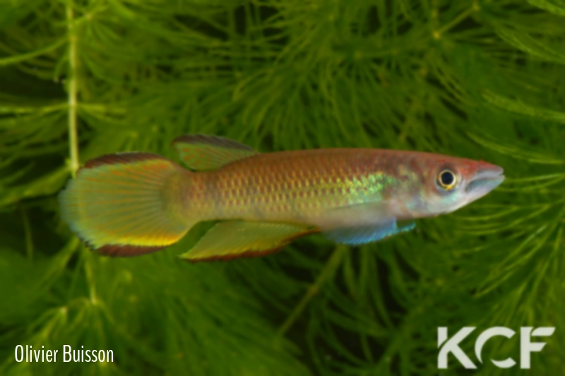 Epiplatys infrafasciatus rathkei Limbé Mile 11 CB 99 male adulte 