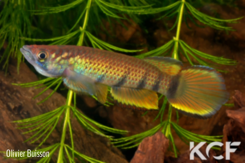 Epiplatys infrafasciatus rathkei Moliwé ABDK 10-419 male adulte 