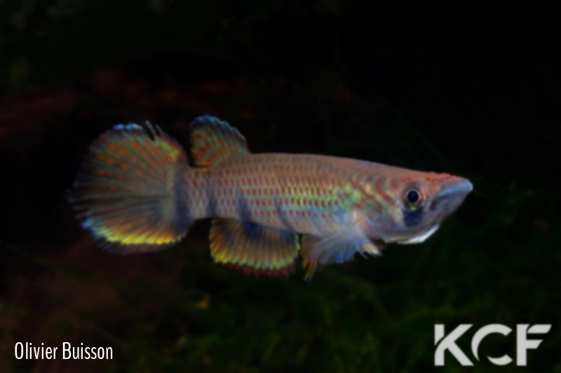 Epiplatys infrafasciatus rathkei Moliwé Camp ADK 10-325 male adulte 