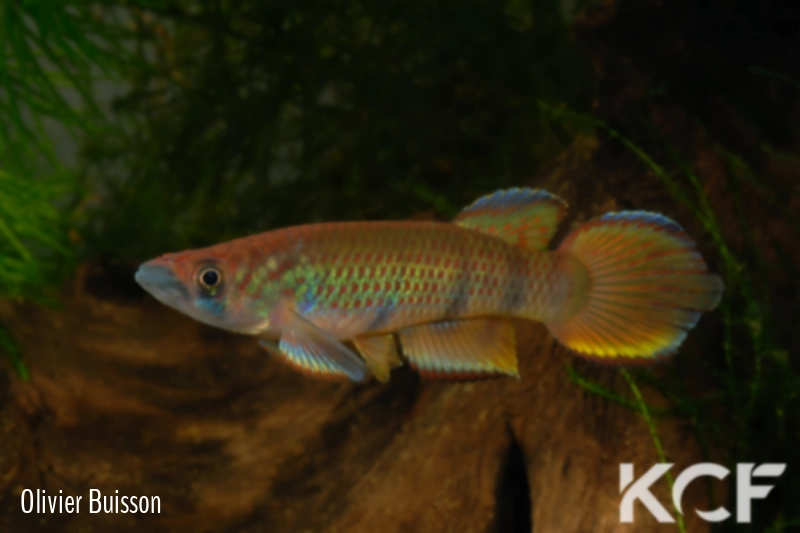 Epiplatys infrafasciatus rathkei Moliwé Camp ADK 10-325 male adulte 