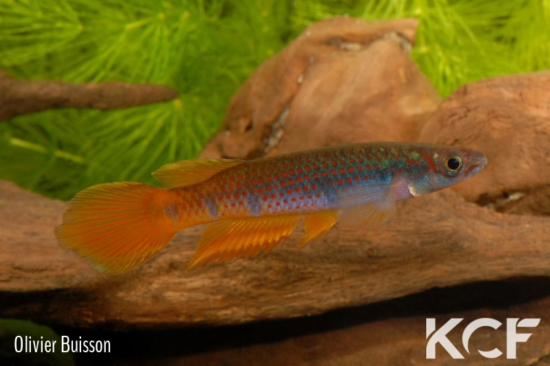 Epiplatys infrafasciatus zenkeri Makouré I CBL 01-18 male adulte 