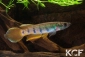 Epiplatys zenkeri 