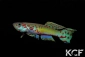 Fundulopanchax ndianus 