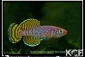 Nothobranchius korthausae 