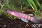 Anablepsoides compressus 