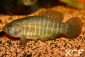 Austrolebias cheradophilus 