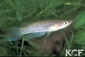 Aplocheilus dayi 