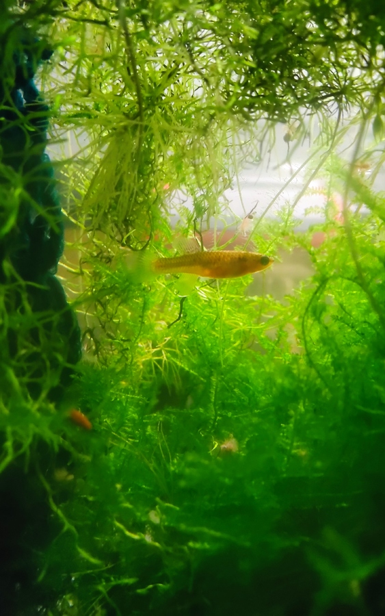 Diapteron cyanostictum