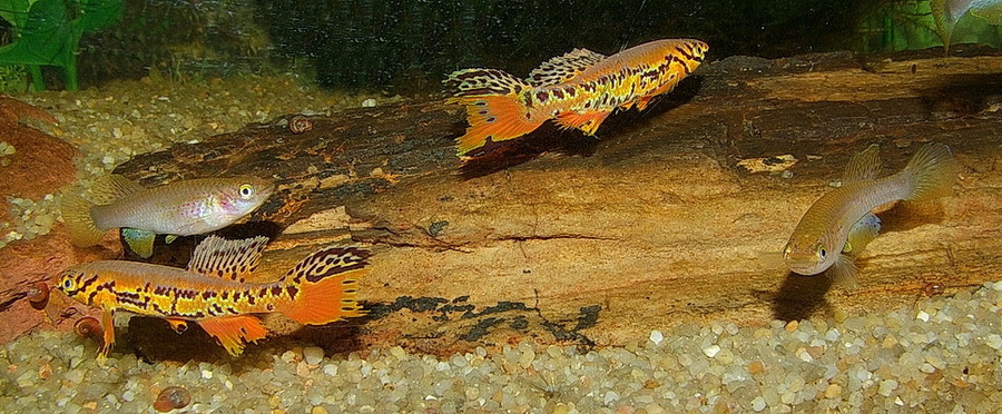 Fundulopanchax kribianus