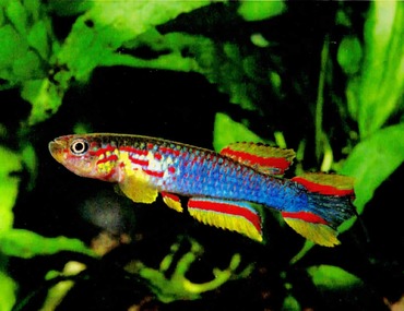 Mon poisson fétiche: A. coeleste Massanga CMBB 89-19