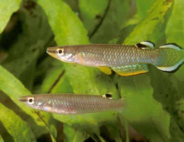 Aplocheilus panchax panchax Phu Quoc VL-19.  La petite Histoire dont rêvent beaucoup d’aquariophiles...