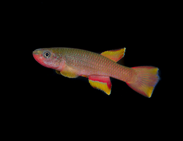 Aphyosemion aureum, un poisson bicolore plein de charme
