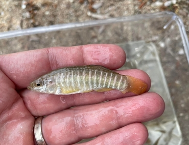 Aphanius fasciatus en France métropolitaine : le Graal ou les illusions perdues?