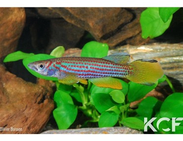 Epiplatys ansorgii Massana GJS 00/02 Le" striatum" des Epiplatys