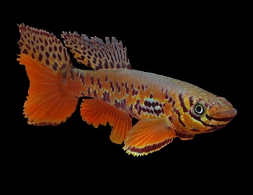 À propos de Fundulopanchax kribianus