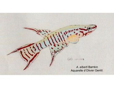 Aphyosemion elberti (Ahl, 1924) versus Aphyosemion bualanum (Ahl,1924)