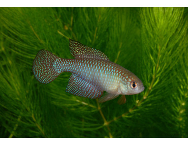 Hibernatus chez les A.S.A