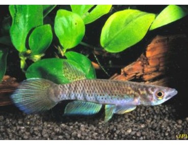 Deux expériences avec Epiplatys aff.togolensis Iwo NTC 07-01