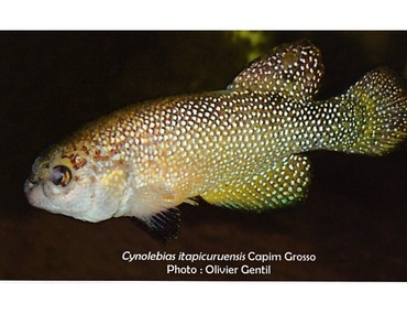 Cynolebias itapicuruensis