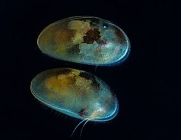 ostracodes , super nourriture ?