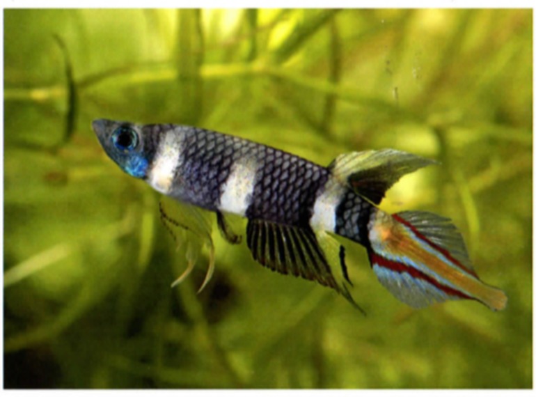 Pseudepiplatys Annulatus : un bijou vivant - KCF