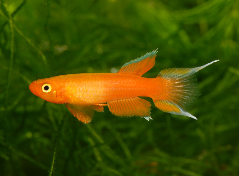 Killies et commerce KCF