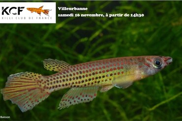 Réunion  de novembre : VILLEURBANNE