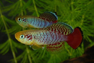 Rencontre chez Julie