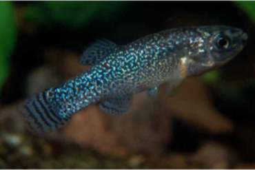 Réunion N° 1     Méditerranée