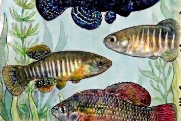 Journée internationale des killis eurasiatiques et nord-américains