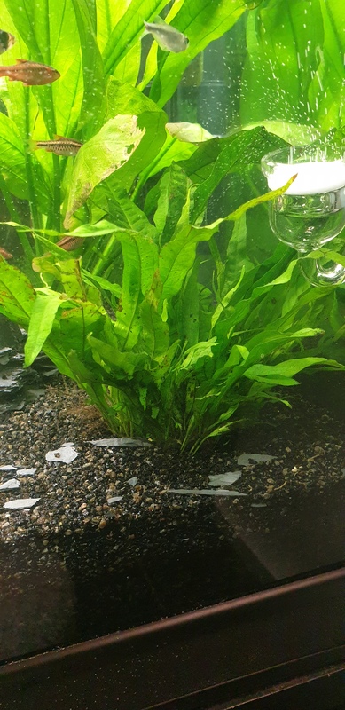 Microsorum 300l